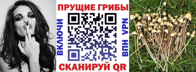 как найти Лысьва Псилоцибиновые грибы GOLDEN TEACHER